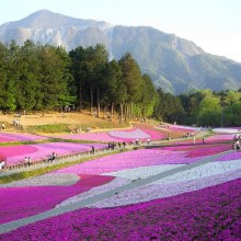 ชิบะซากุระ Moss Pink ดอกไม้สวยบานสะพรั่ง ที่ญี่ปุ่น