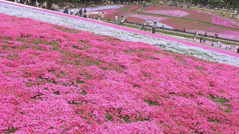 ชิบะซากุระ Moss Pink ดอกไม้สวยบานสะพรั่ง ที่ญี่ปุ่น