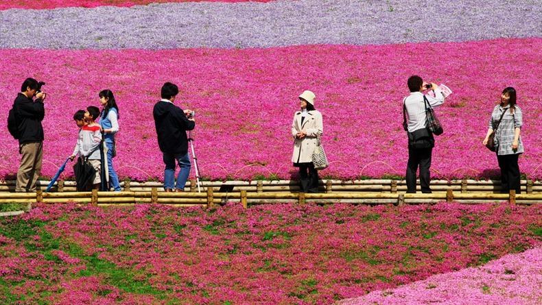 ชิบะซากุระ Moss Pink ดอกไม้สวยบานสะพรั่ง ที่ญี่ปุ่น