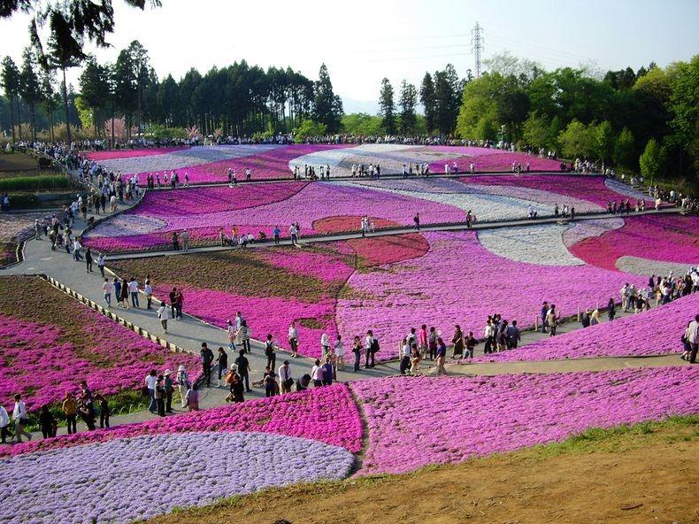 ชิบะซากุระ Moss Pink ดอกไม้สวยบานสะพรั่ง ที่ญี่ปุ่น