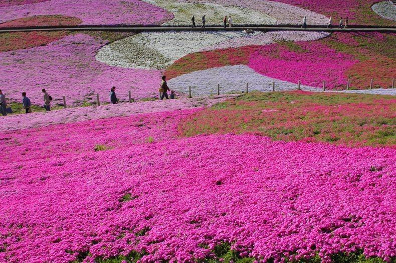 ชิบะซากุระ Moss Pink ดอกไม้สวยบานสะพรั่ง ที่ญี่ปุ่น