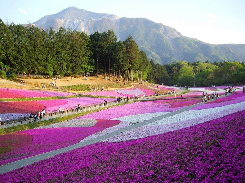 ชิบะซากุระ Moss Pink ดอกไม้สวยบานสะพรั่ง ที่ญี่ปุ่น