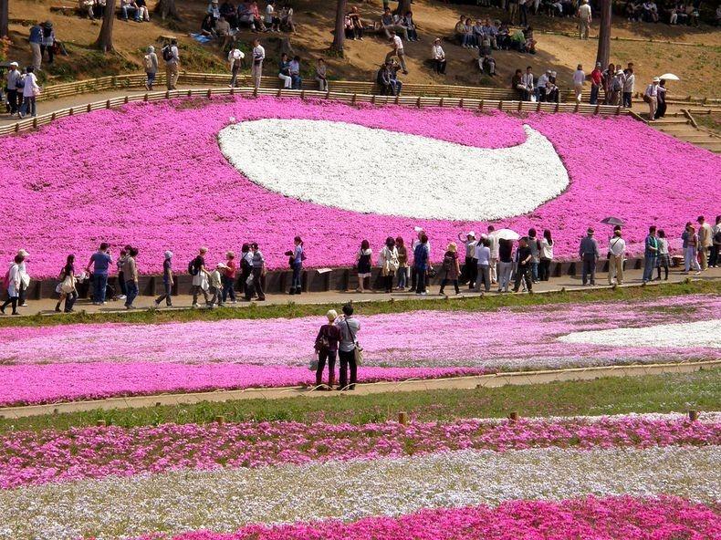 ชิบะซากุระ Moss Pink ดอกไม้สวยบานสะพรั่ง ที่ญี่ปุ่น