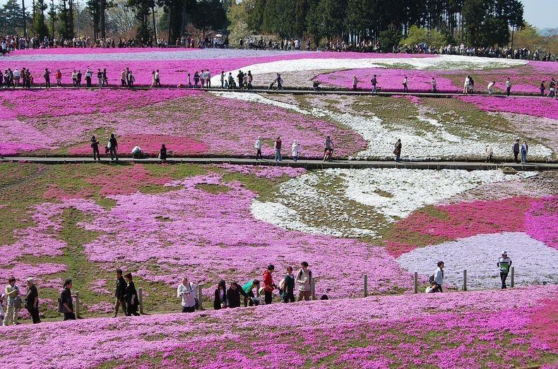 ชิบะซากุระ Moss Pink ดอกไม้สวยบานสะพรั่ง ที่ญี่ปุ่น