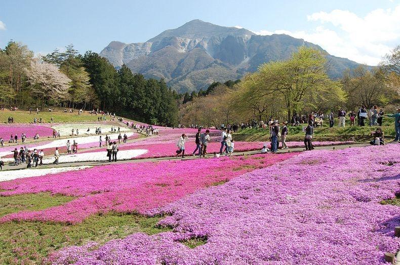 ชิบะซากุระ Moss Pink ดอกไม้สวยบานสะพรั่ง ที่ญี่ปุ่น