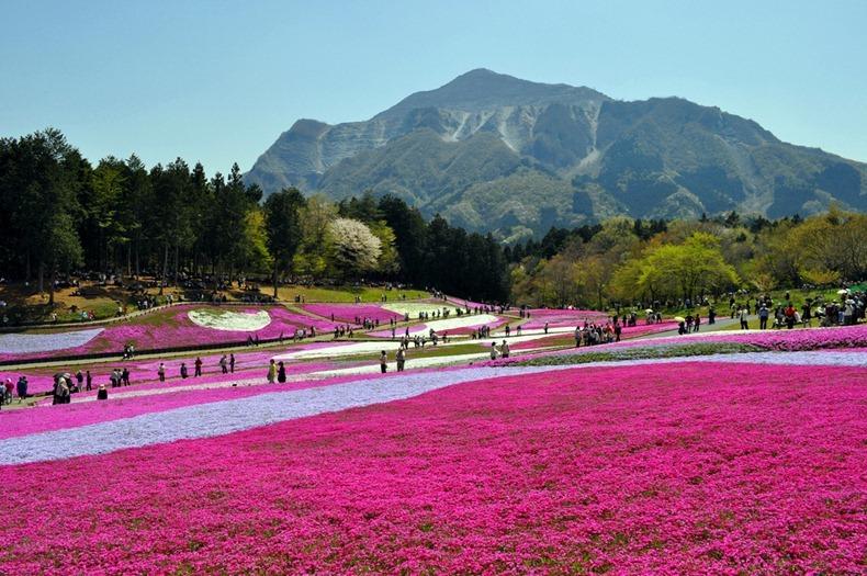 ชิบะซากุระ Moss Pink ดอกไม้สวยบานสะพรั่ง ที่ญี่ปุ่น