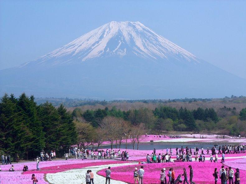 ชิบะซากุระ Moss Pink ดอกไม้สวยบานสะพรั่ง ที่ญี่ปุ่น