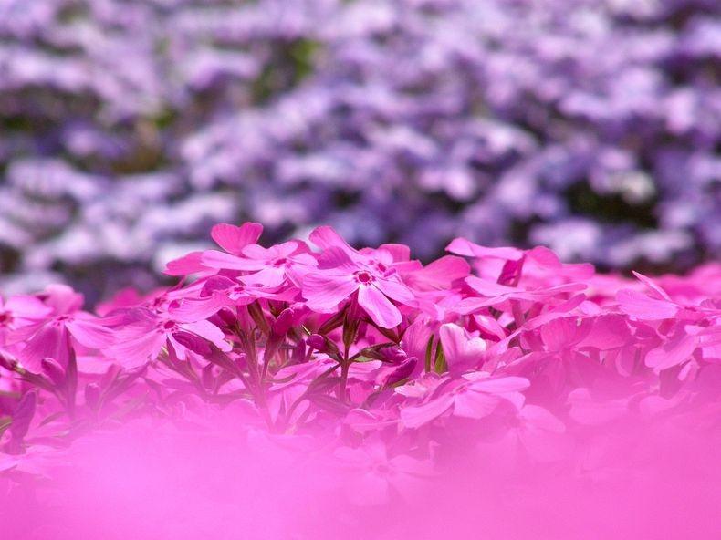 ชิบะซากุระ Moss Pink ดอกไม้สวยบานสะพรั่ง ที่ญี่ปุ่น