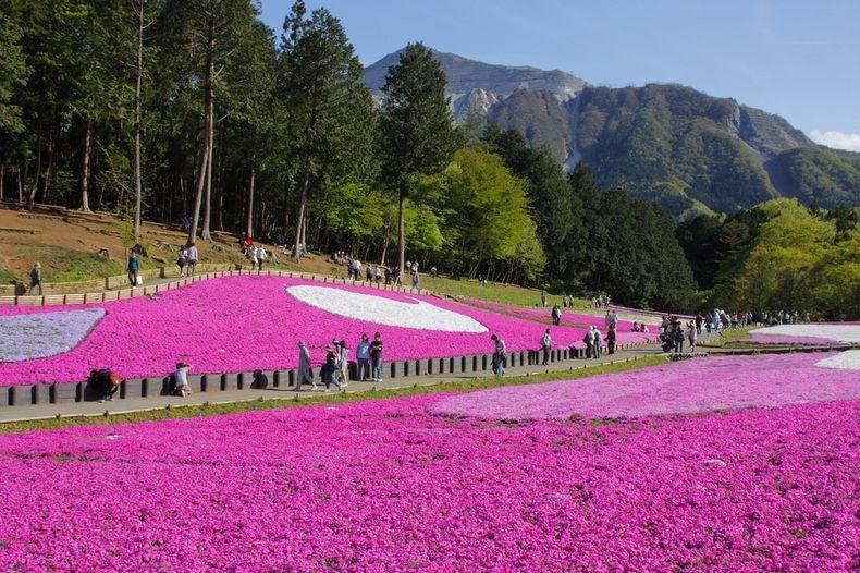ชิบะซากุระ Moss Pink ดอกไม้สวยบานสะพรั่ง ที่ญี่ปุ่น