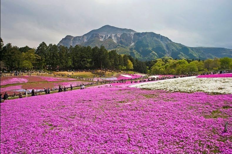 ชิบะซากุระ Moss Pink ดอกไม้สวยบานสะพรั่ง ที่ญี่ปุ่น