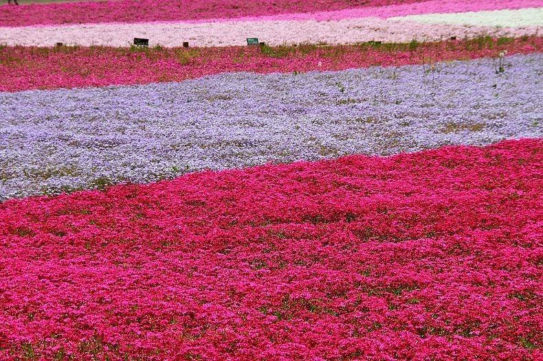 ชิบะซากุระ Moss Pink ดอกไม้สวยบานสะพรั่ง ที่ญี่ปุ่น