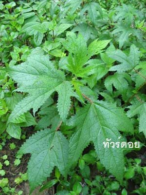 ต้นช้างร้อง เป็นไม้ล้มลุก เตี้ยบ้างสูงบ้าง