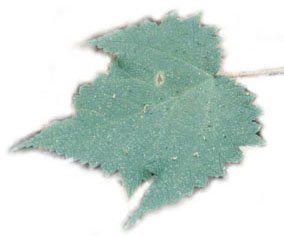 ทั้งใต้ใบและบนใบจะมีขน