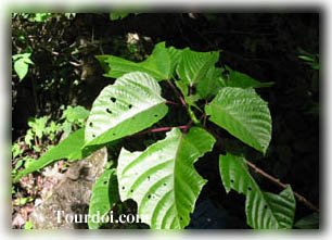 ภาพต้นหาญ ชนิดยืนต้น