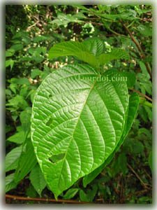 ใบหาญต้น