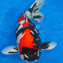 japanese koi