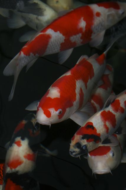 japanese koi