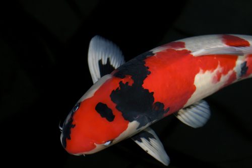 japanese koi