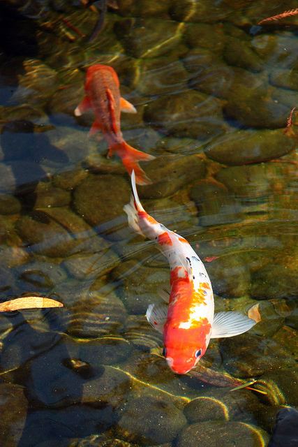 japanese koi