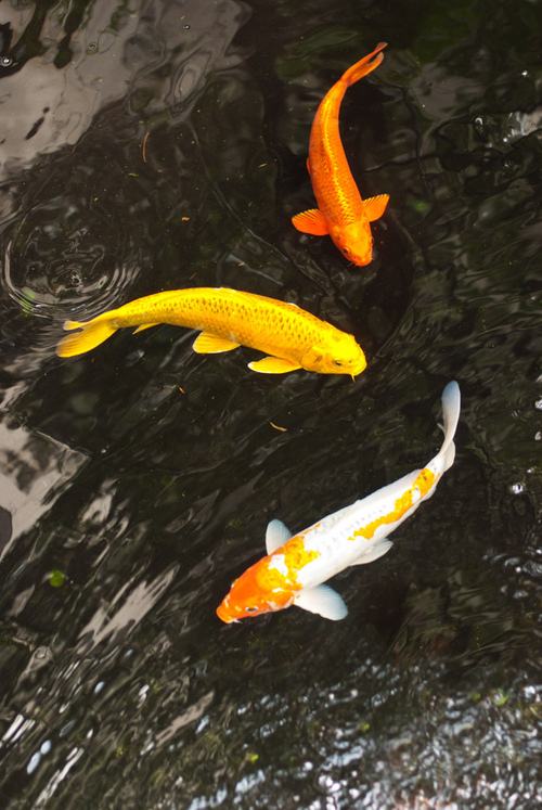 japanese koi