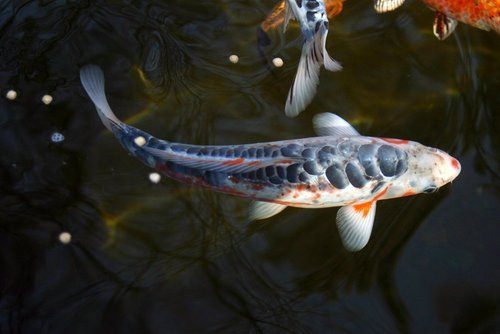 japanese koi