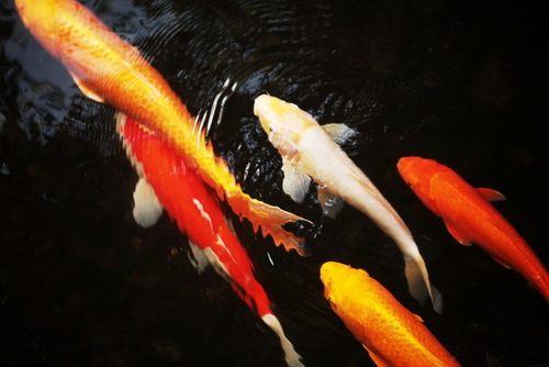 japanese koi