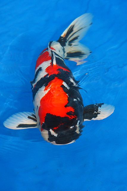 japanese koi