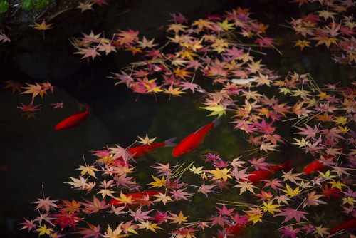 japanese koi