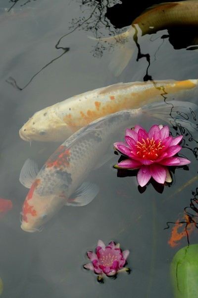 japanese koi