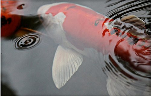 japanese koi