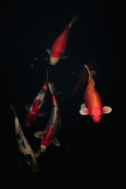 japanese koi