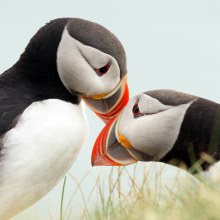 ความน่ารักของนกพัฟฟิน (Puffin)