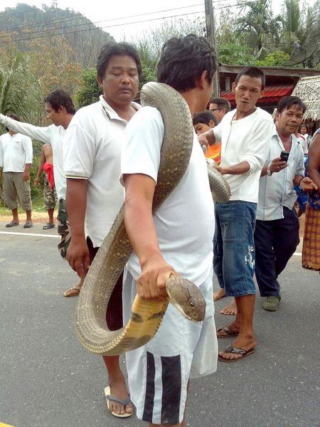 งูจงอางขนาดยักษ์