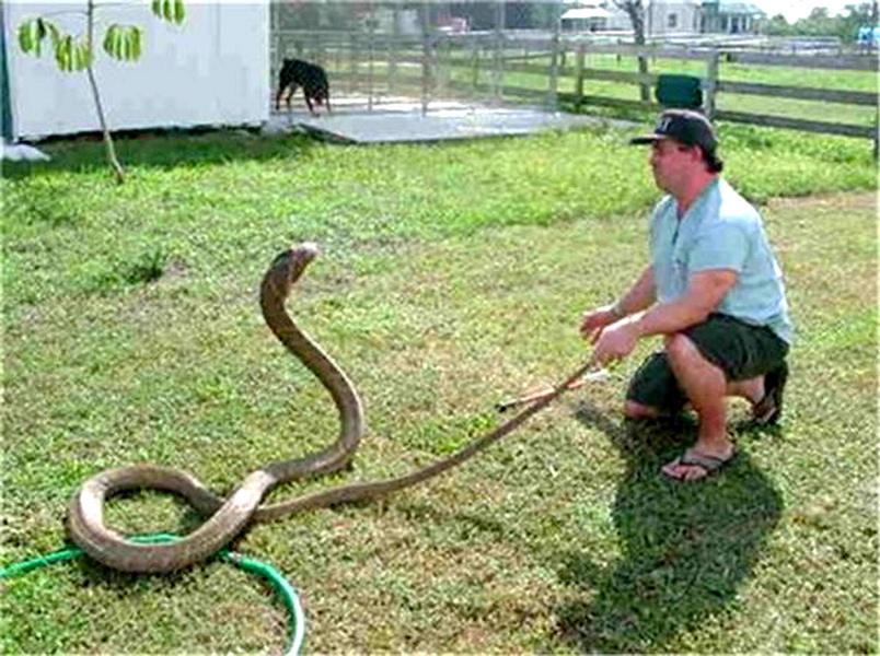 งูจงอางขนาดยักษ์