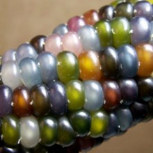 ข้าวโพดอัญมณี (Glass Gem Corn)