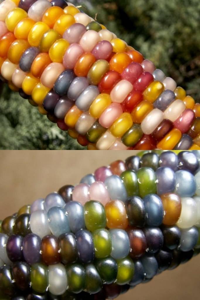 ข้าวโพดอัญมณี (Glass Gem Corn)