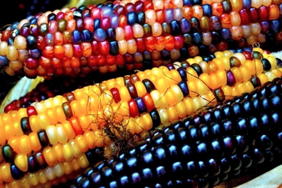 ข้าวโพดอัญมณี (Glass Gem Corn)