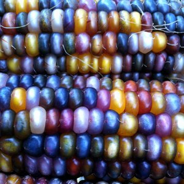 ข้าวโพดอัญมณี (Glass Gem Corn)