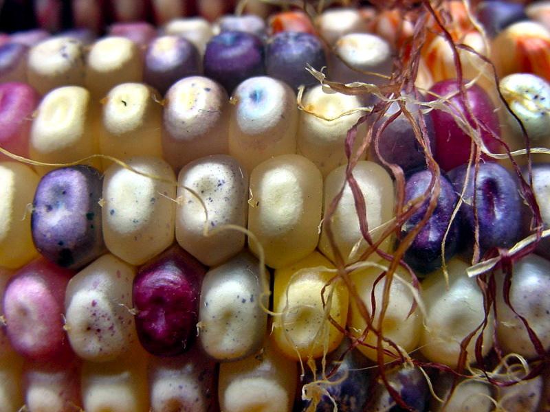 ข้าวโพดอัญมณี (Glass Gem Corn)