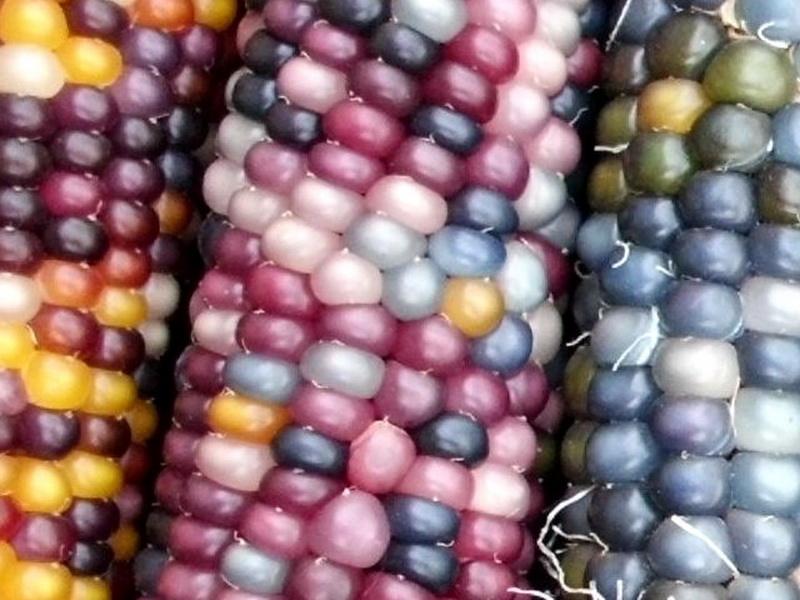 ข้าวโพดอัญมณี (Glass Gem Corn)