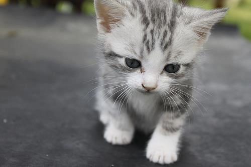 น่ารัก แบบแมวๆ