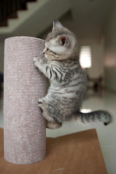 น่ารัก แบบแมวๆ