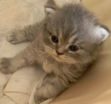 น่ารัก แบบแมวๆ