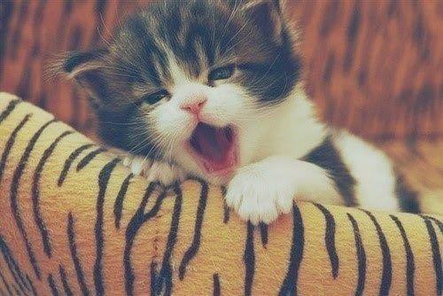 น่ารัก แบบแมวๆ