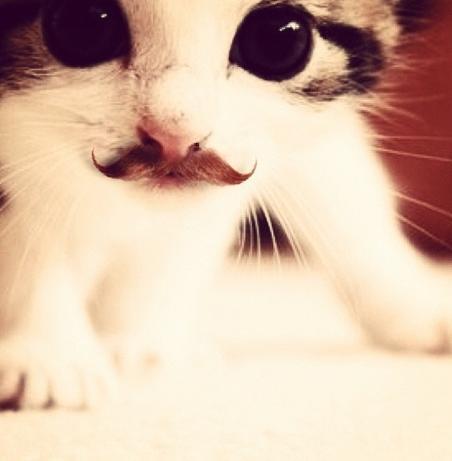 น่ารัก แบบแมวๆ