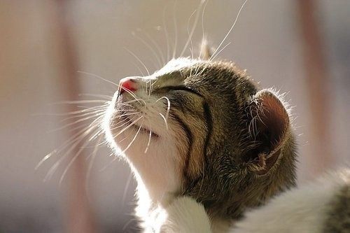 น่ารัก แบบแมวๆ