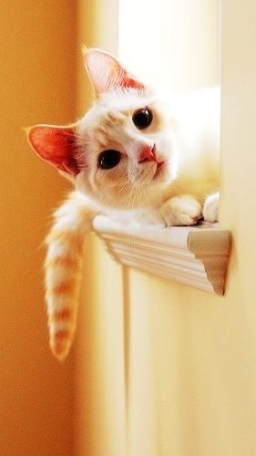 น่ารัก แบบแมวๆ