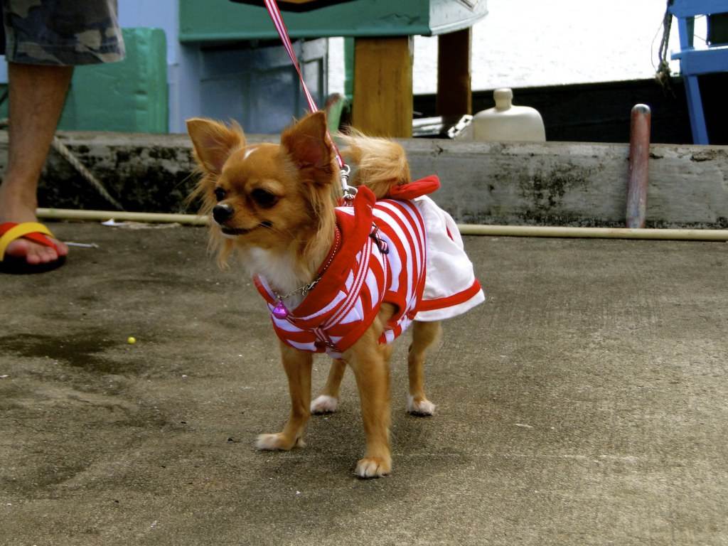 น้องปารีส 2