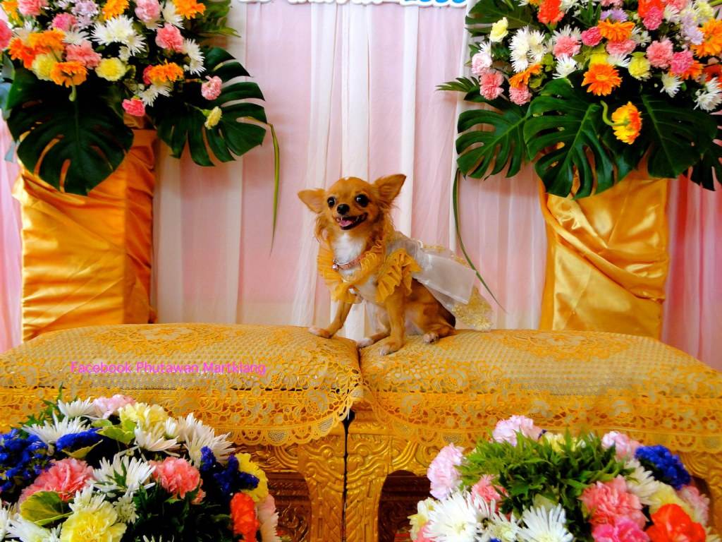 น้องปารีส 2