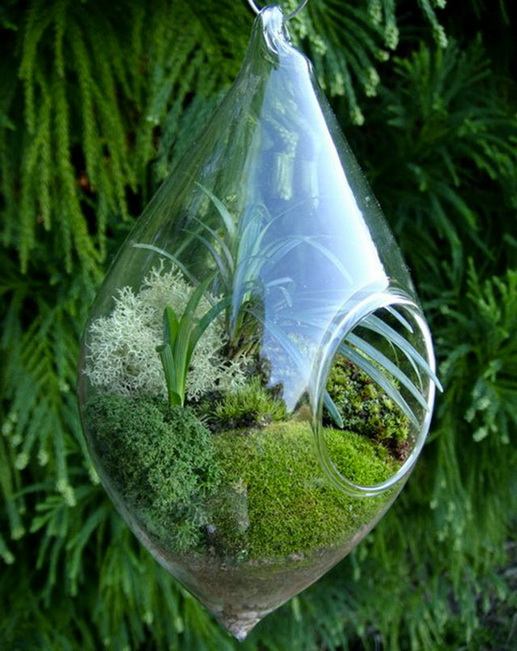 สวนสวยในโหลแก้ว (moss terrarium)